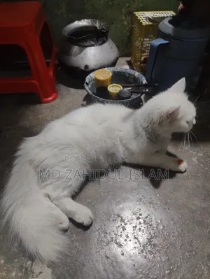 1+ Year Female Purebred Persian