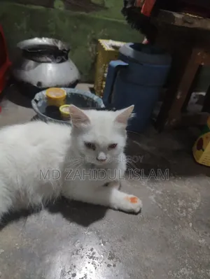 1+ Year Female Purebred Persian