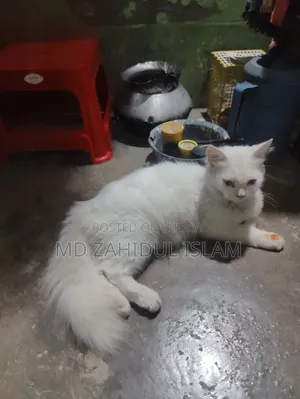 1+ Year Female Purebred Persian