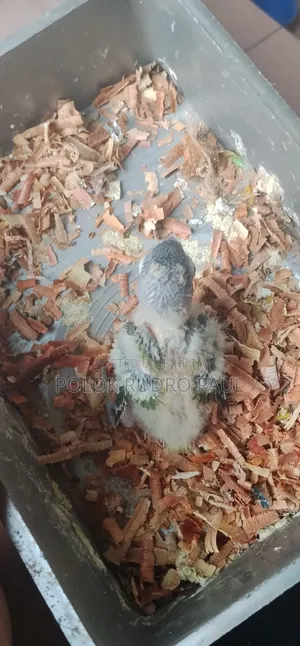 ইউলো কলাড লাভবার্ডস বেবি বিক্রি করা হইব