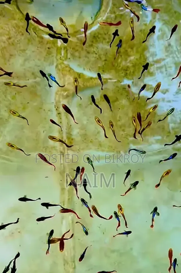 Guppy Aquarium Fish