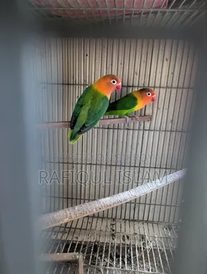 Green Fischer Lovebird Pair for Sale