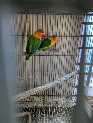 Green Fischer Lovebird Pair for Sale