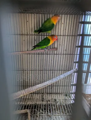 Green Fischer Lovebird Pair for Sale