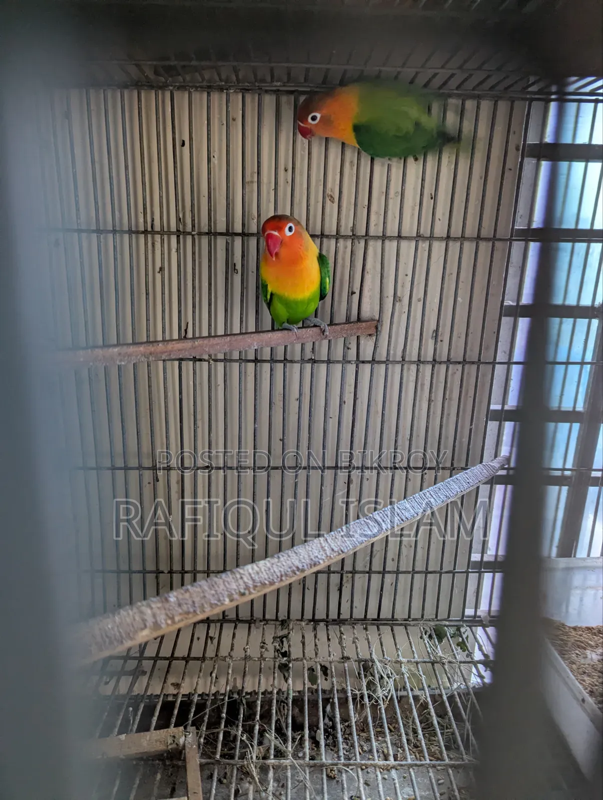 Green Fischer Lovebird Pair for Sale
