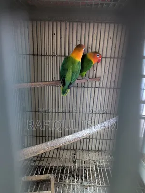 Green Fischer Lovebird Pair for Sale