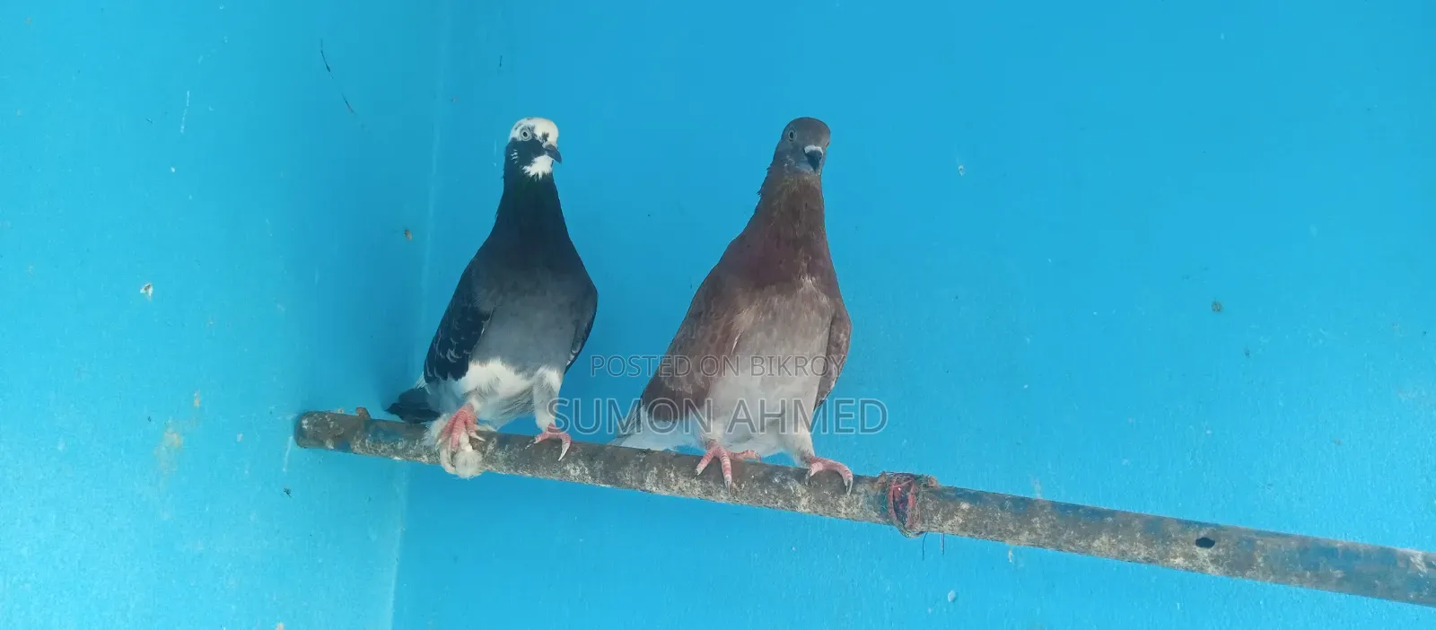 Good Quality Local Pigeons