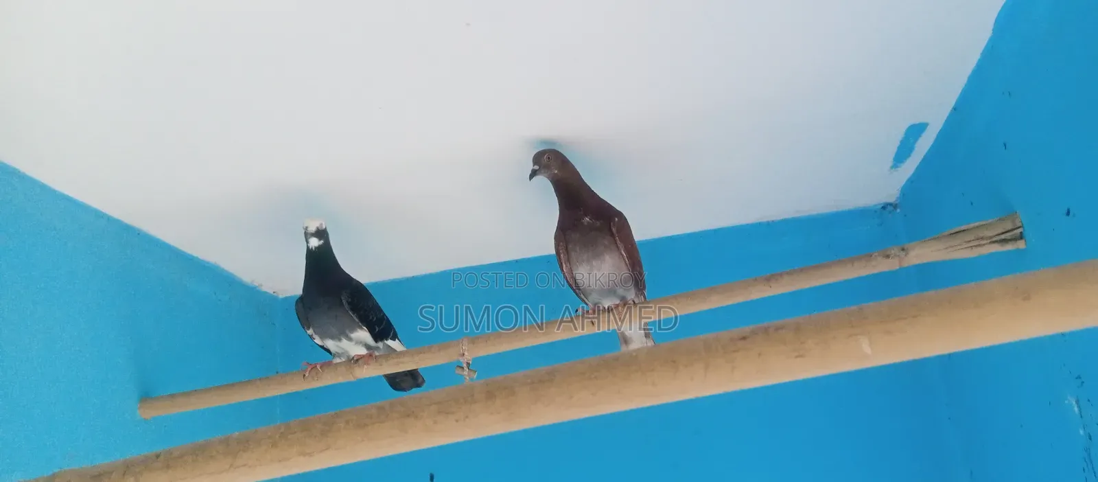 Good Quality Local Pigeons