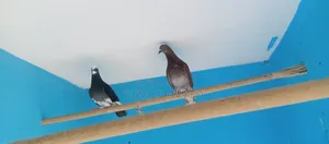 Good Quality Local Pigeons