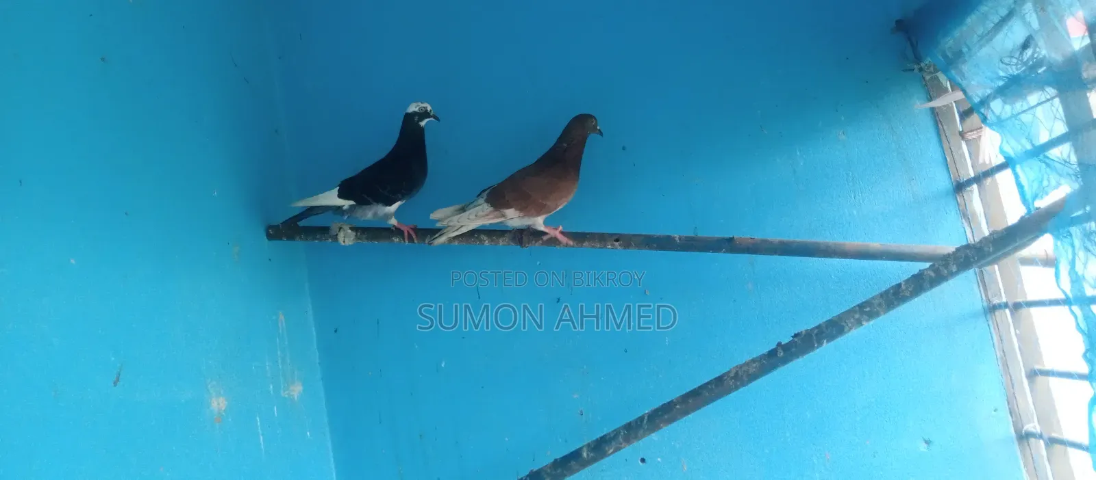 Good Quality Local Pigeons