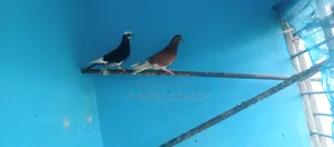 Good Quality Local Pigeons