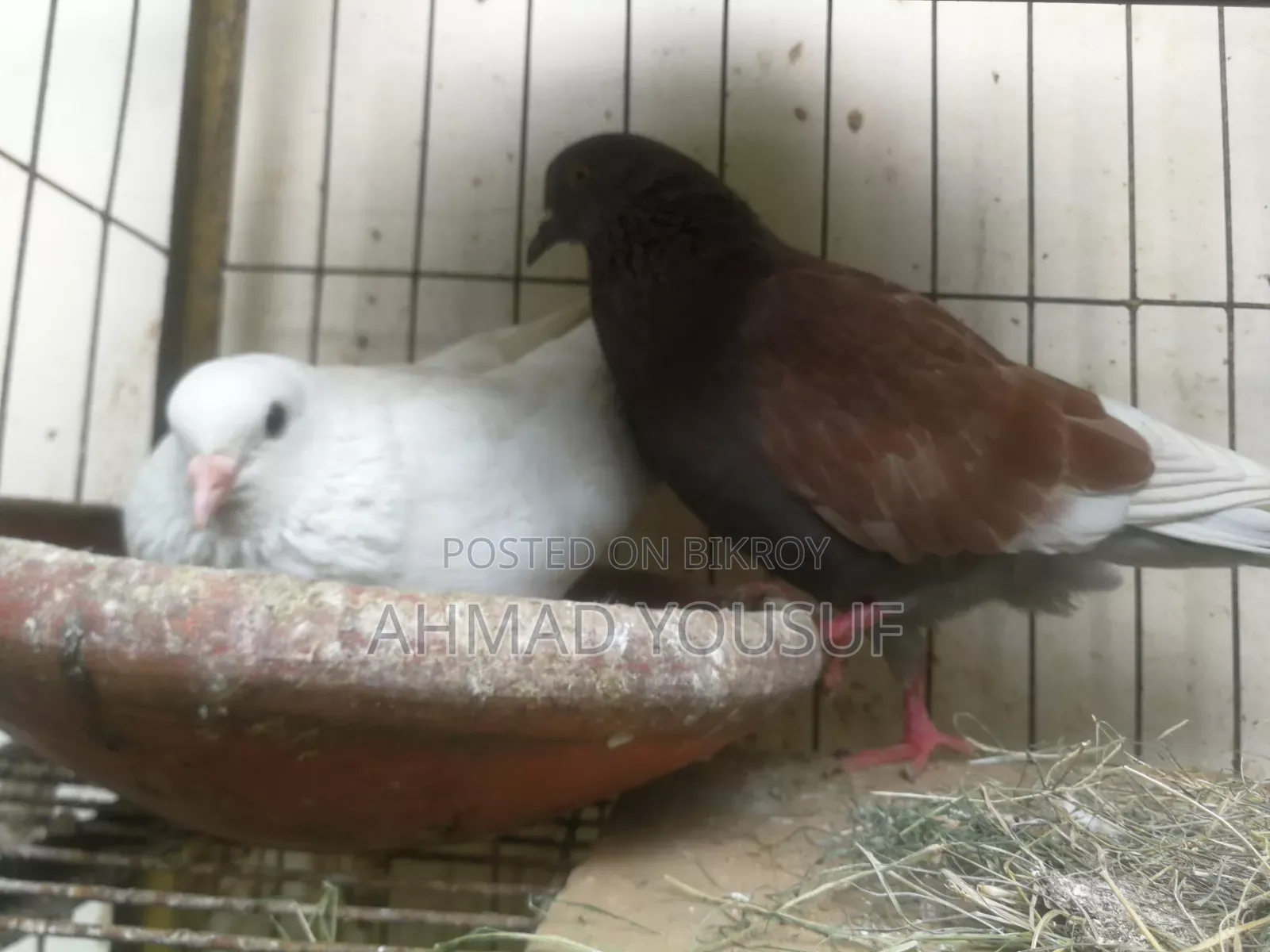 3 Pcs Running Pigeon Sell