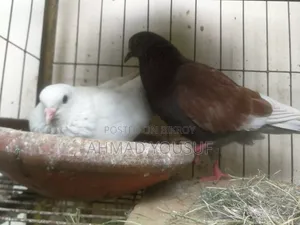 3 Pcs Running Pigeon Sell