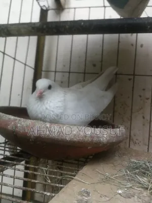3 Pcs Running Pigeon Sell
