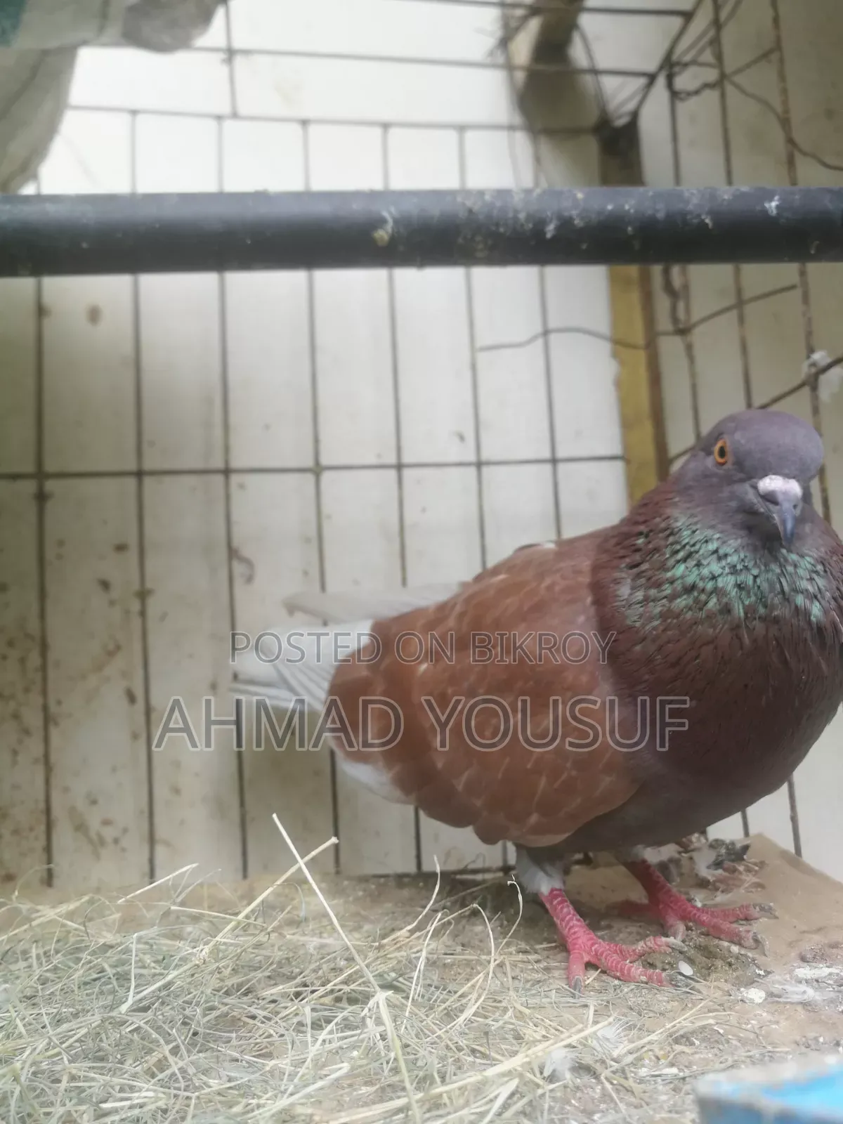 3 Pcs Running Pigeon Sell