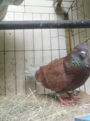 3 Pcs Running Pigeon Sell
