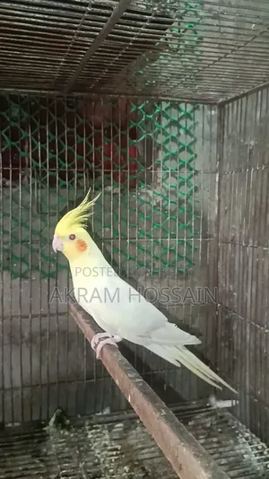 লুটিনো এবং অ্যালবিনো ব্রিডিং সিঙ্গেল পুরুষ
