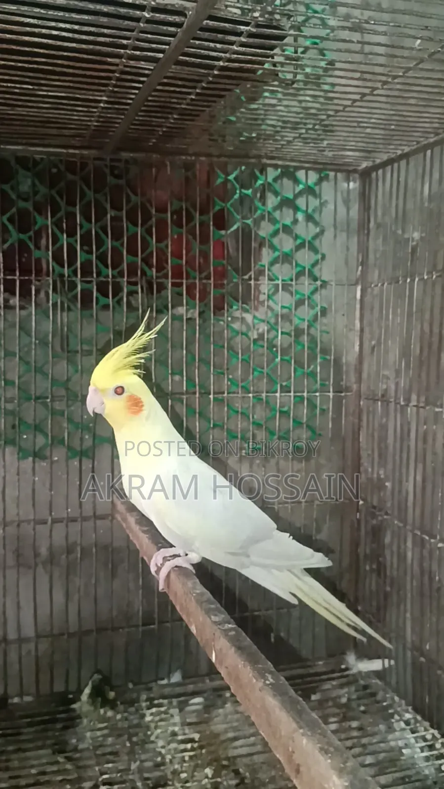 লুটিনো এবং অ্যালবিনো ব্রিডিং সিঙ্গেল পুরুষ