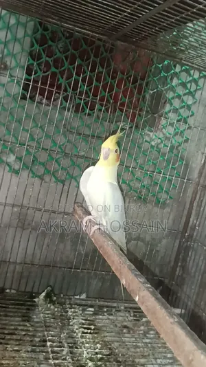 লুটিনো এবং অ্যালবিনো ব্রিডিং সিঙ্গেল পুরুষ