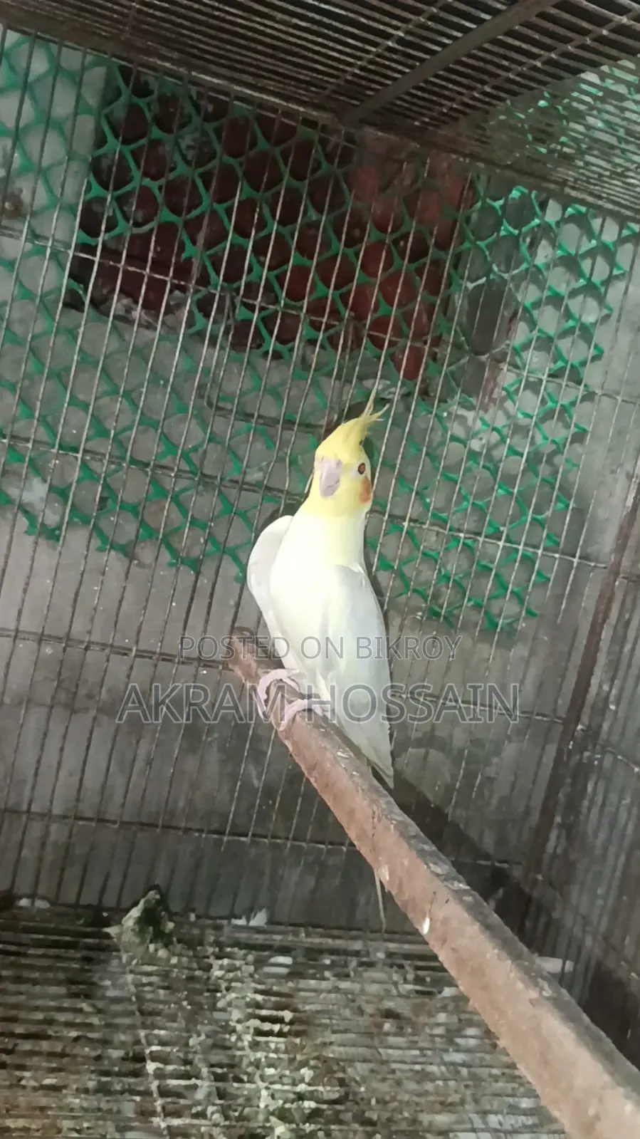 লুটিনো এবং অ্যালবিনো ব্রিডিং সিঙ্গেল পুরুষ