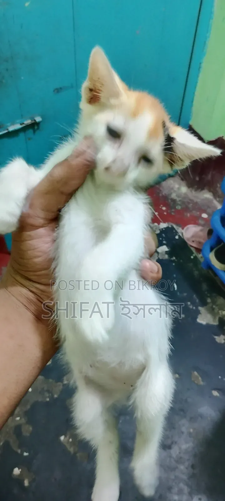 1-3 months Male Mixed Breed Cat