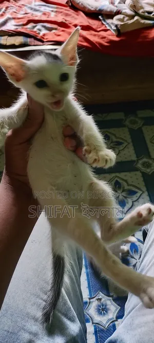 1-3 months Male Mixed Breed Cat
