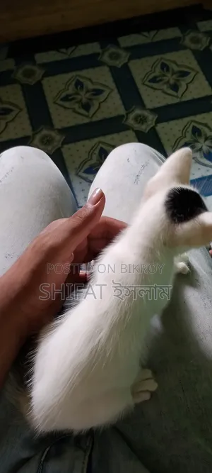 1-3 months Male Mixed Breed Cat