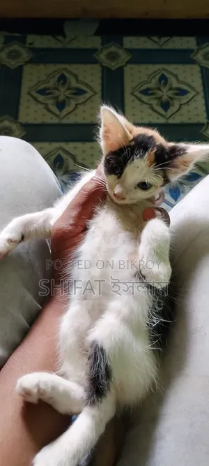 1-3 months Male Mixed Breed Cat