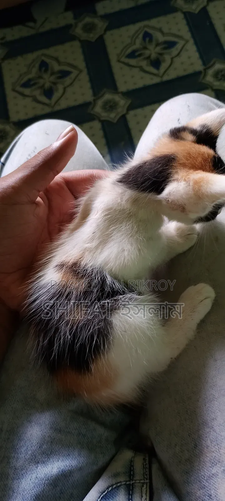 1-3 months Male Mixed Breed Cat