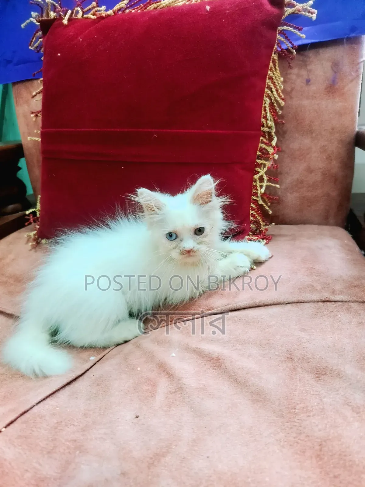 1-3 months Male Purebred Persian
