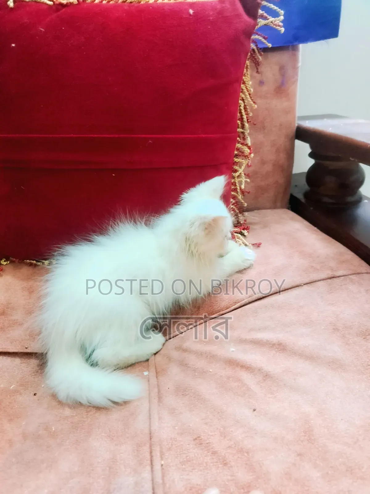 1-3 months Male Purebred Persian
