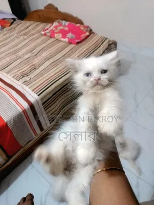 1-3 months Male Purebred Persian