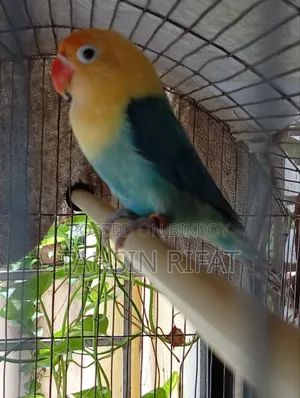 Love Bird, Perblue Apoline.