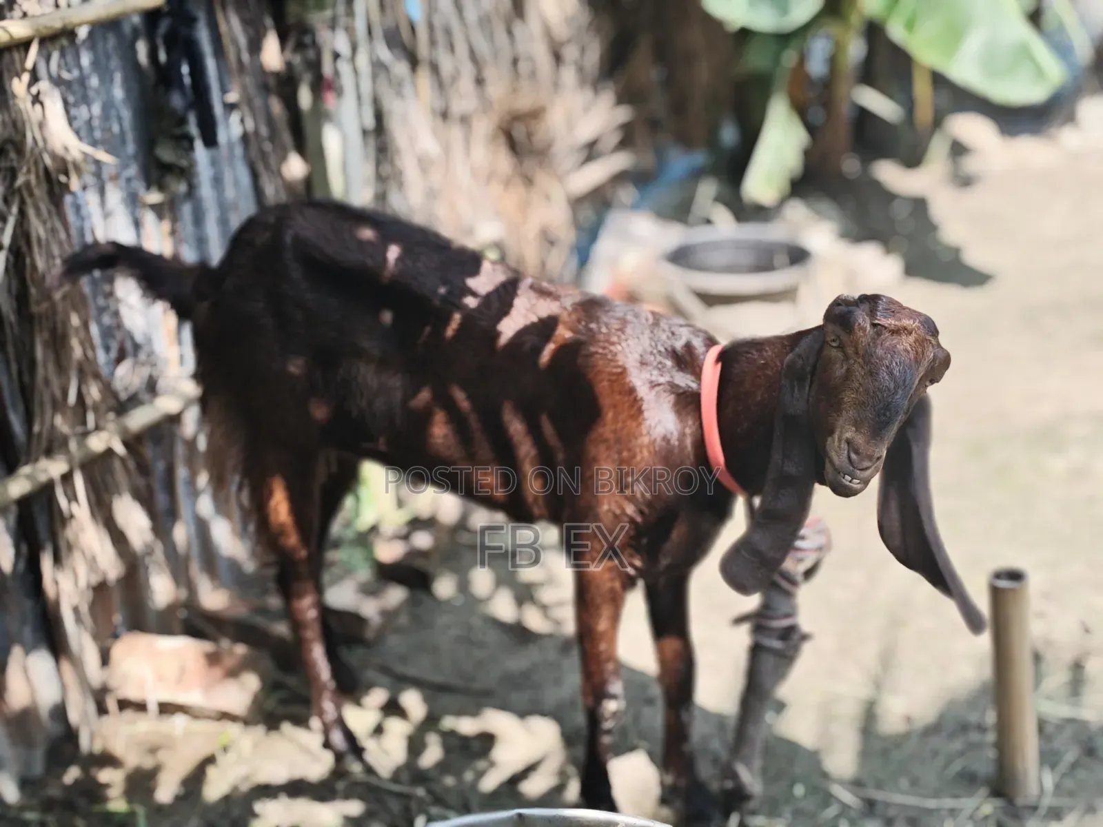 Ram Goat Miyatitota