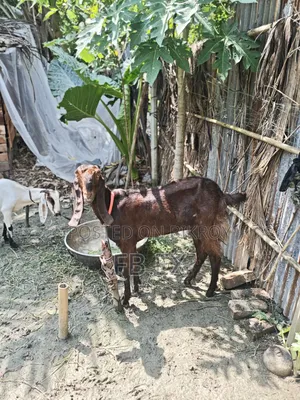 Ram Goat Miyatitota