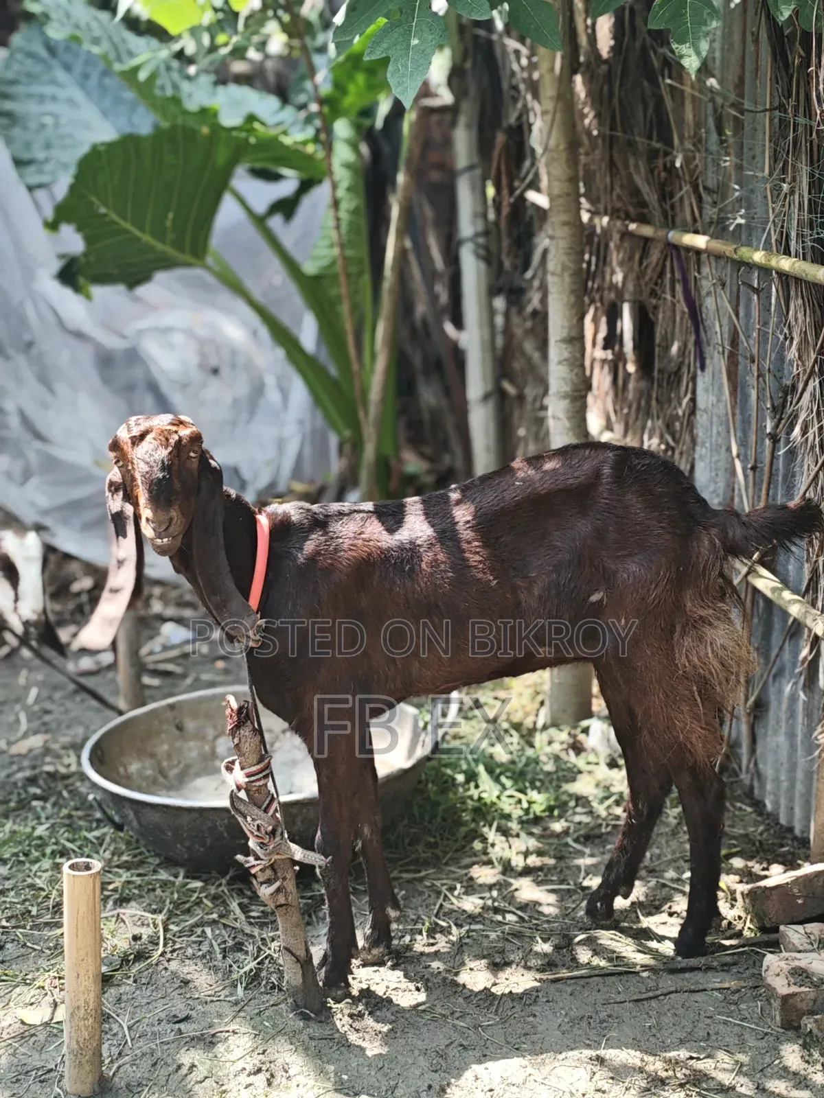 Ram Goat Miyatitota