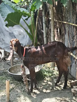 Ram Goat Miyatitota