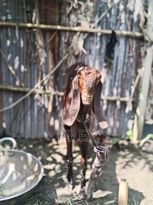 Ram Goat Miyatitota