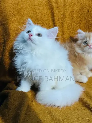 1-3 months Female Purebred Persian