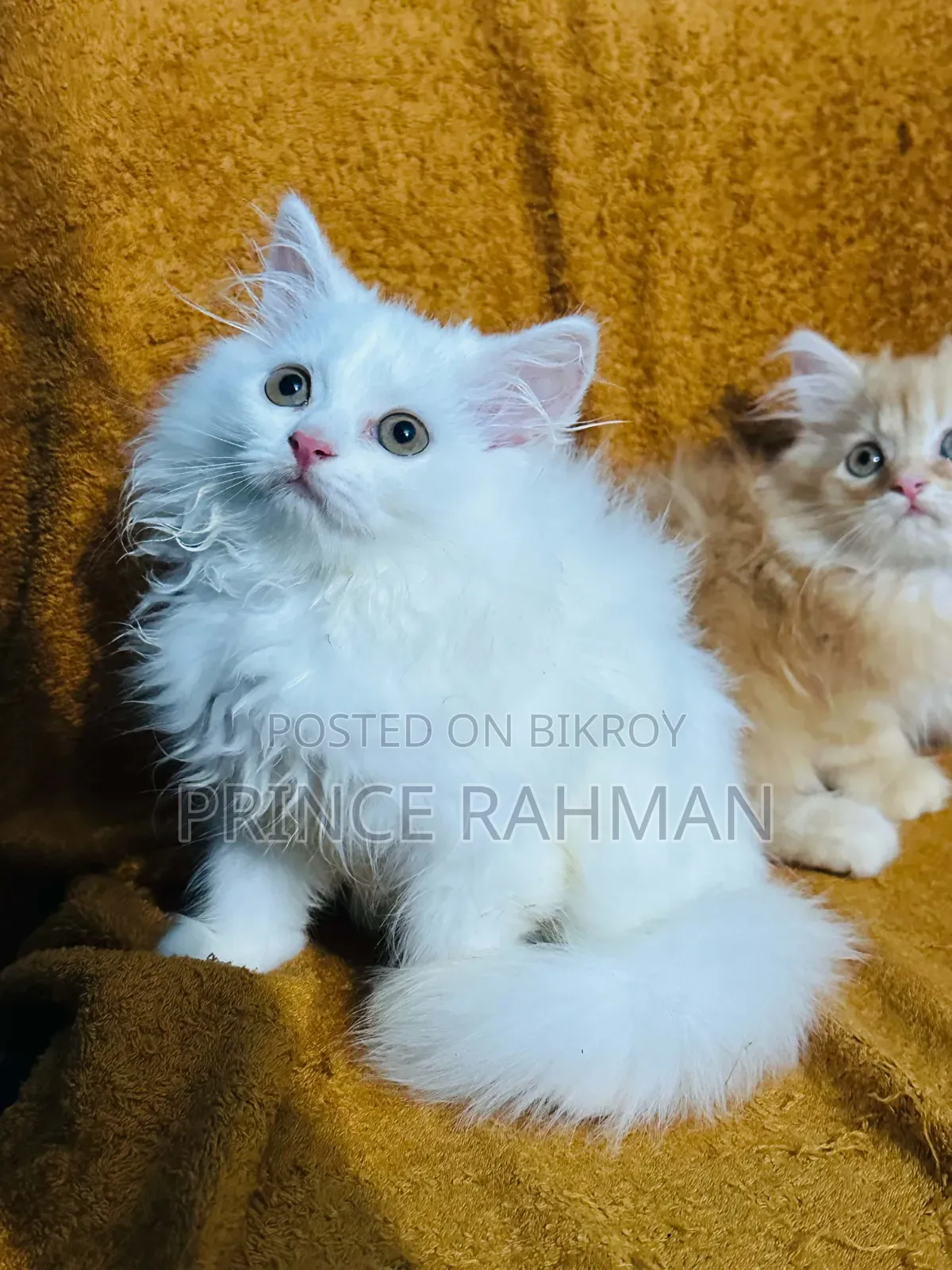 1-3 months Female Purebred Persian