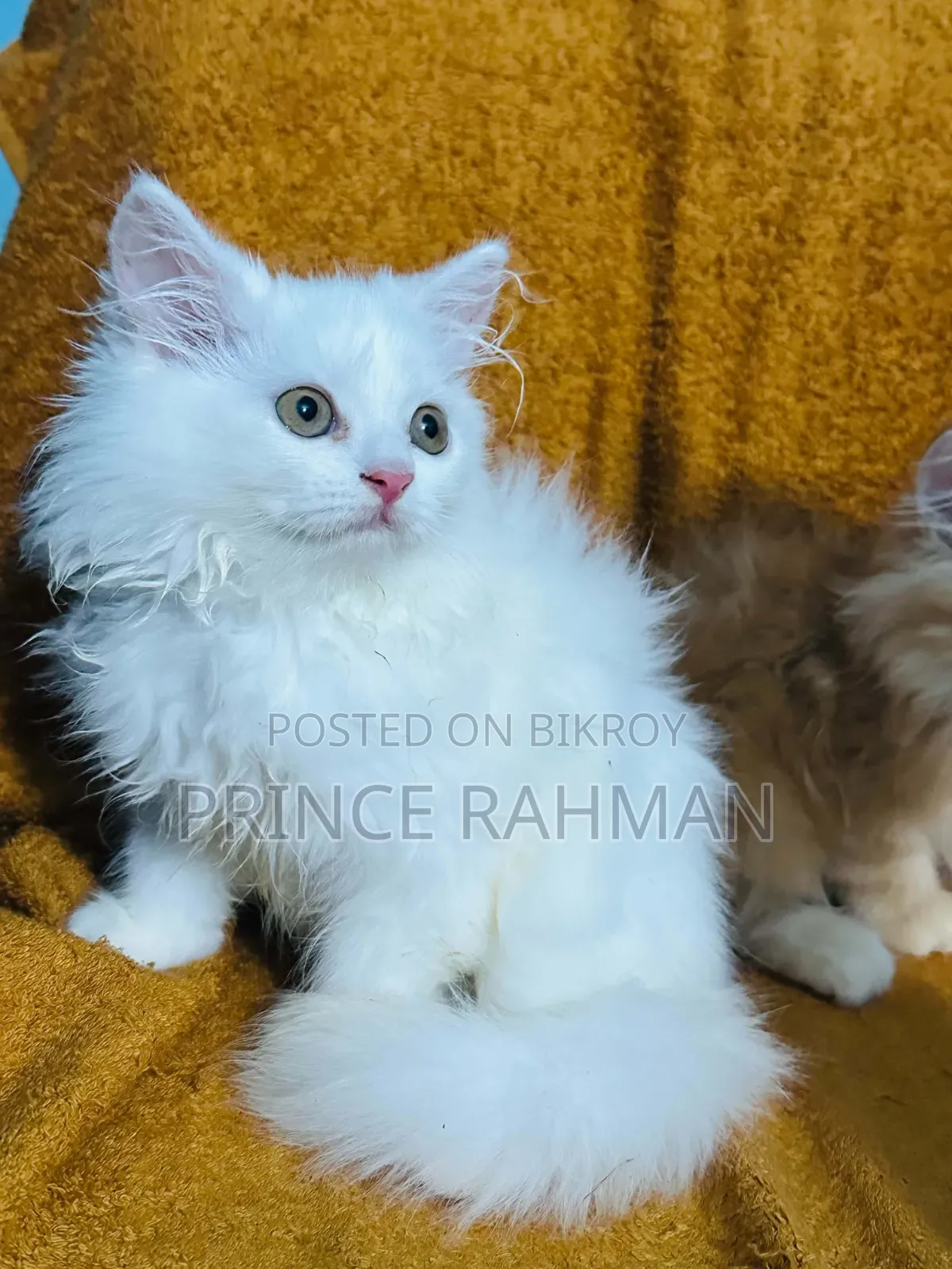 1-3 months Female Purebred Persian