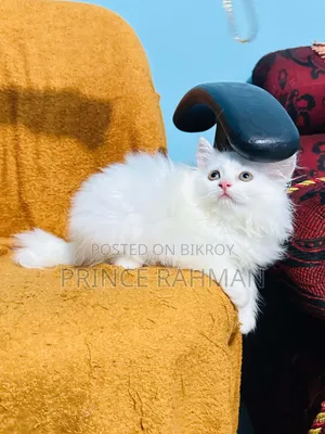1-3 months Female Purebred Persian