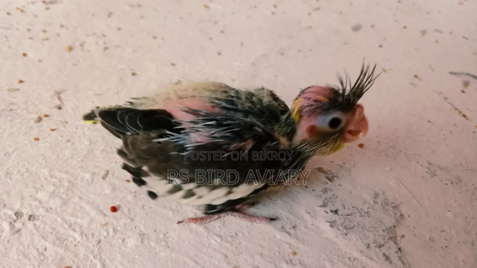 ককাটেলের টেম সাইজ বাচ্চা