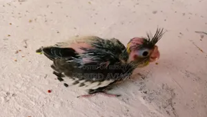 ককাটেলের টেম সাইজ বাচ্চা