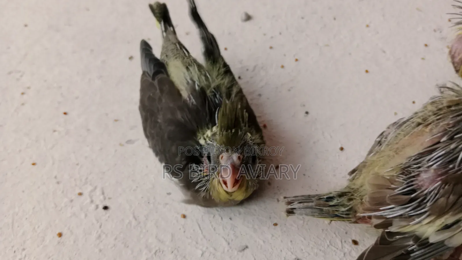 ককাটেলের টেম সাইজ বাচ্চা