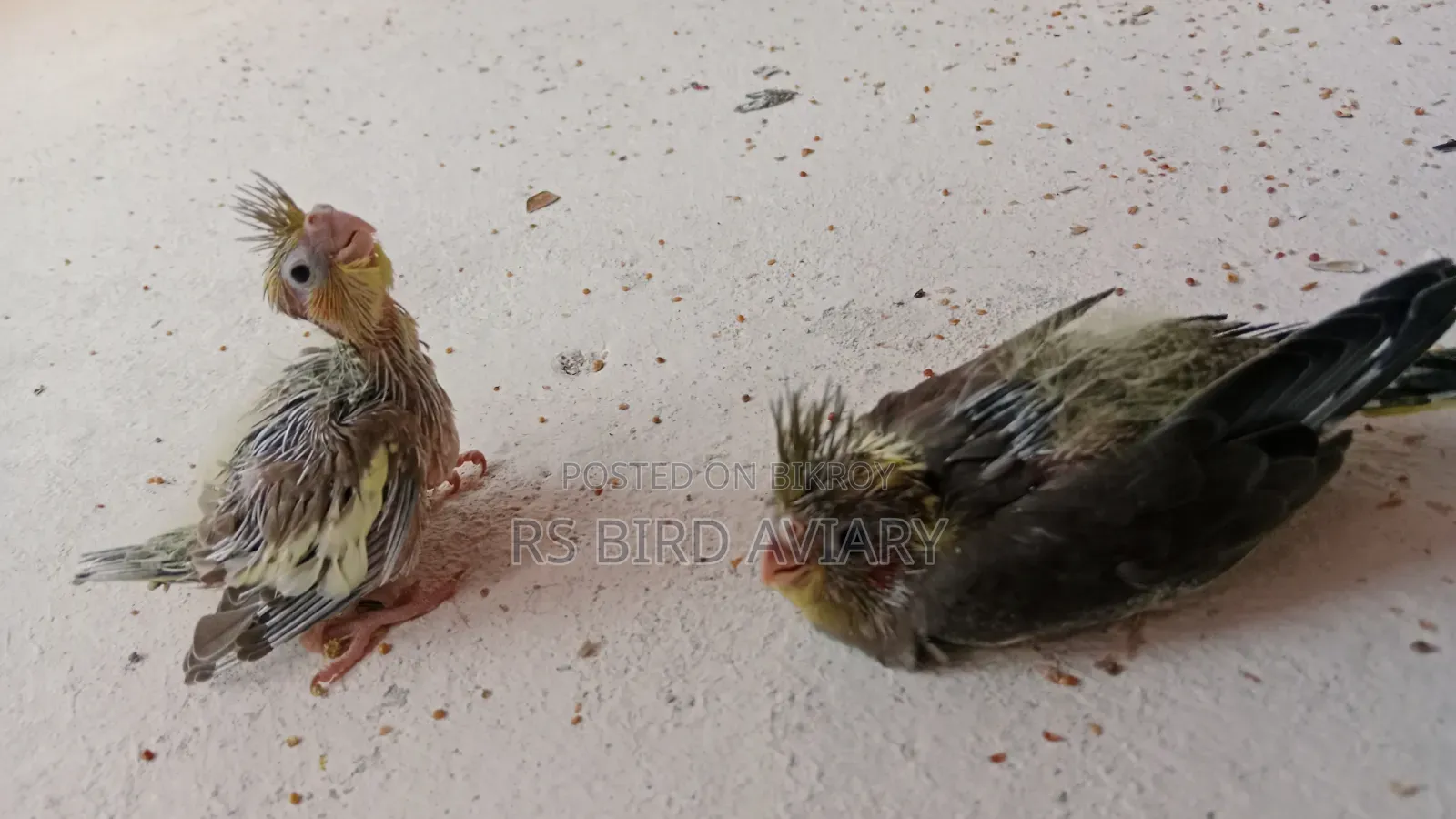 ককাটেলের টেম সাইজ বাচ্চা