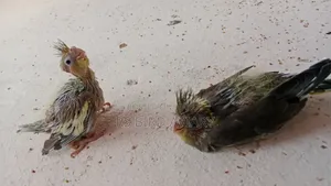 ককাটেলের টেম সাইজ বাচ্চা