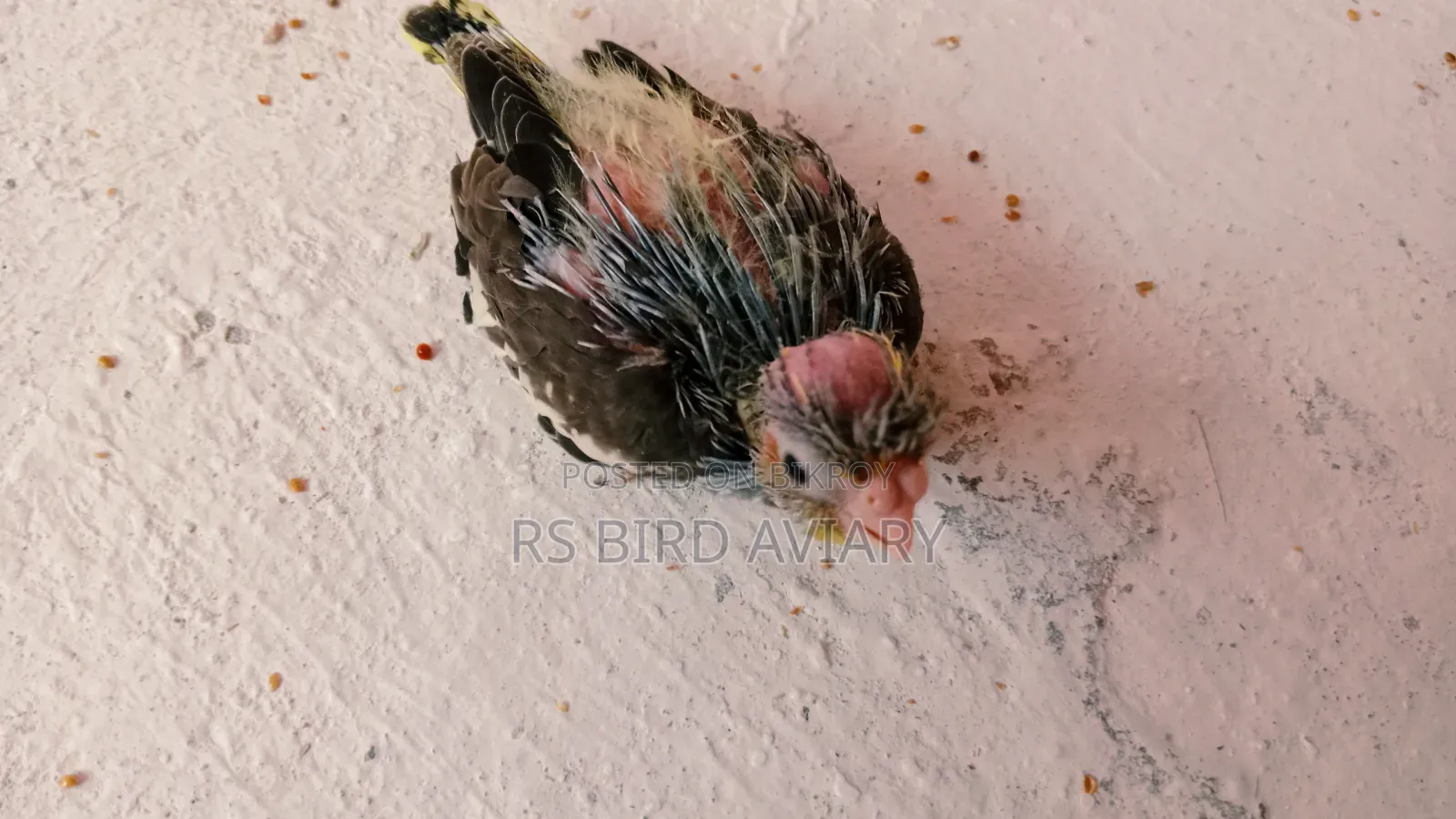 ককাটেলের টেম সাইজ বাচ্চা