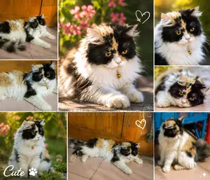 6-12 months Female Purebred Persian