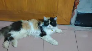 6-12 months Female Purebred Persian